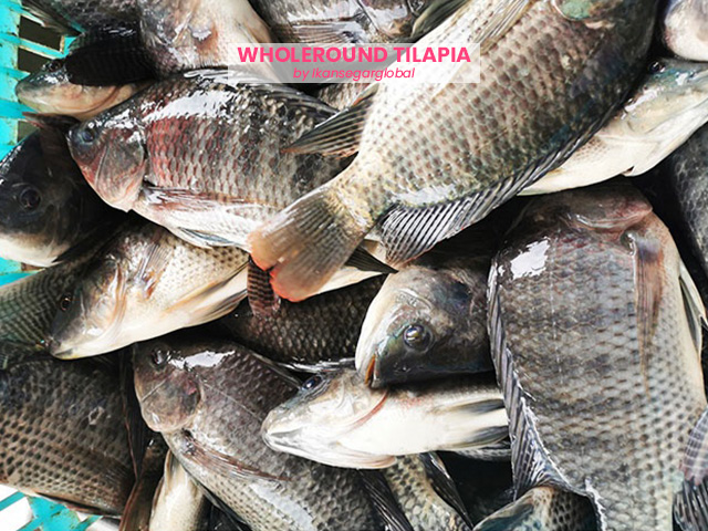 Whole Round Frozen Tilapia
